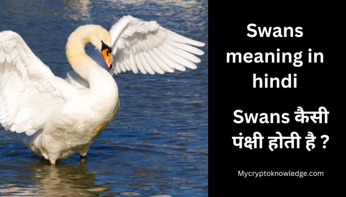 Swans meaning in hindi – Swans कैसी पंक्षी होती है ?